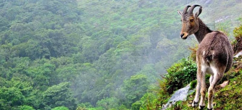 Rajamala